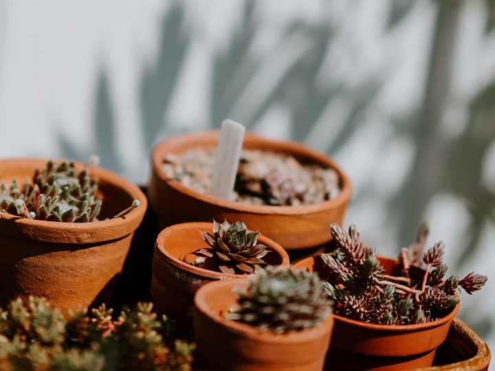 How To Remove White Residue On Terracotta Pots