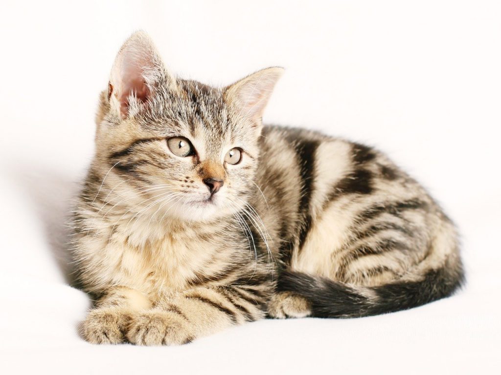 A tabby kitten laid down