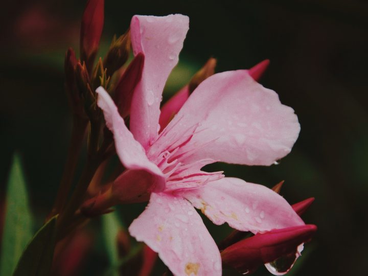 Oleander Overwatering Symptoms and Remedies Full Guide