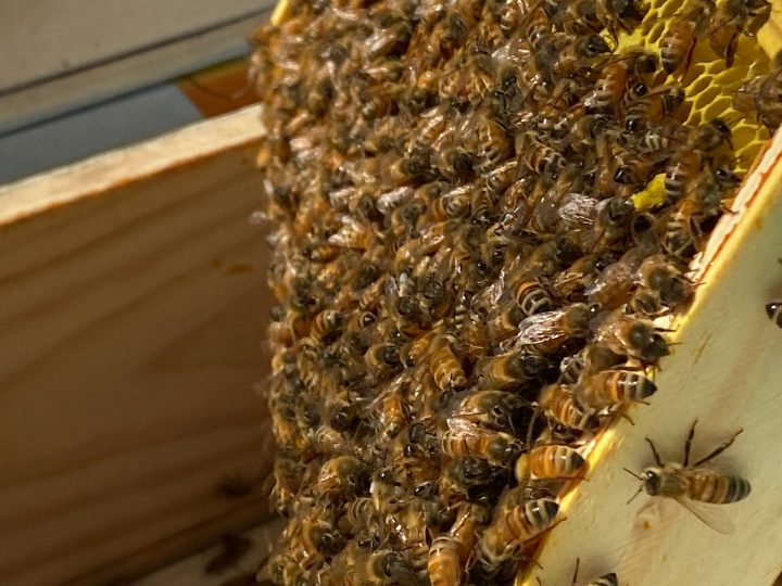 How To Store Honey Frames Until Extraction