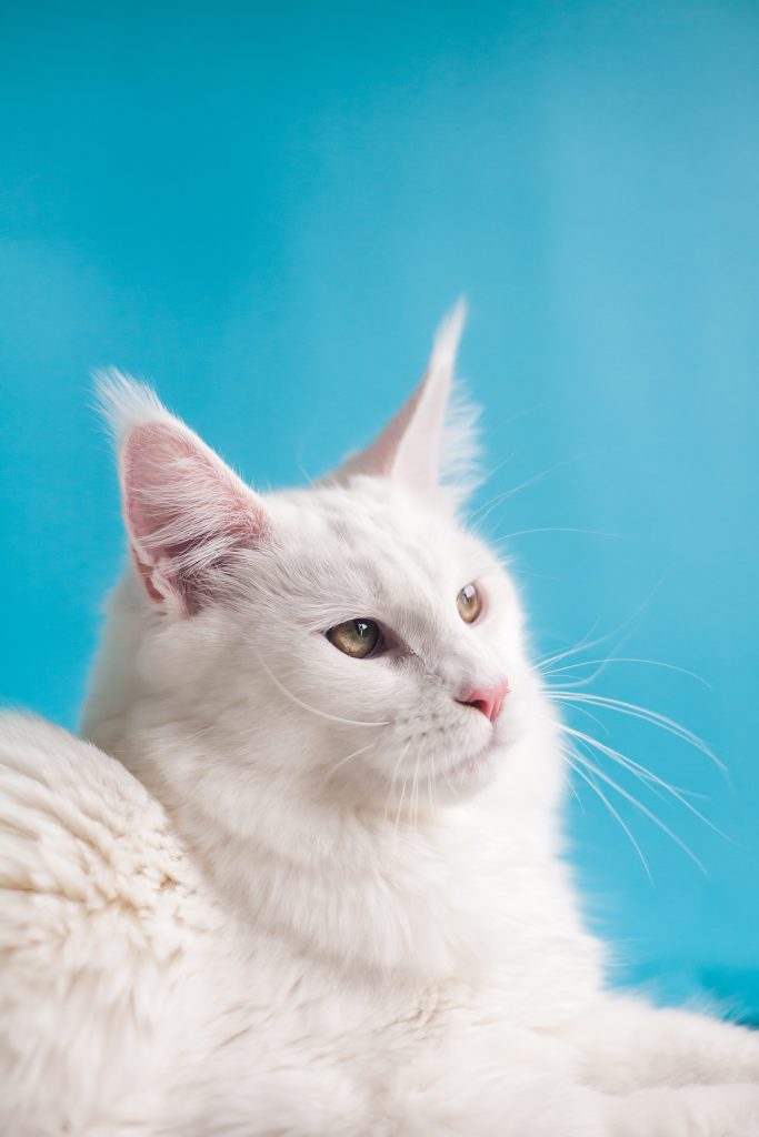 A white cat with pointed ears