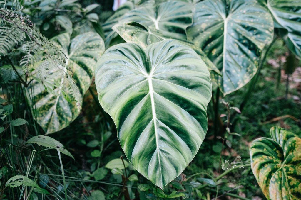 A philodendron splendid plant 