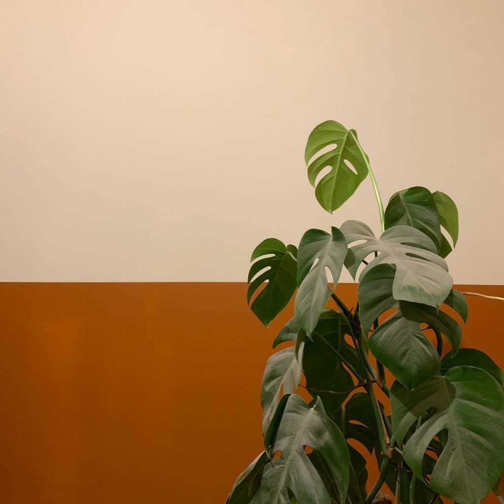 A Monstera plant beside a wall