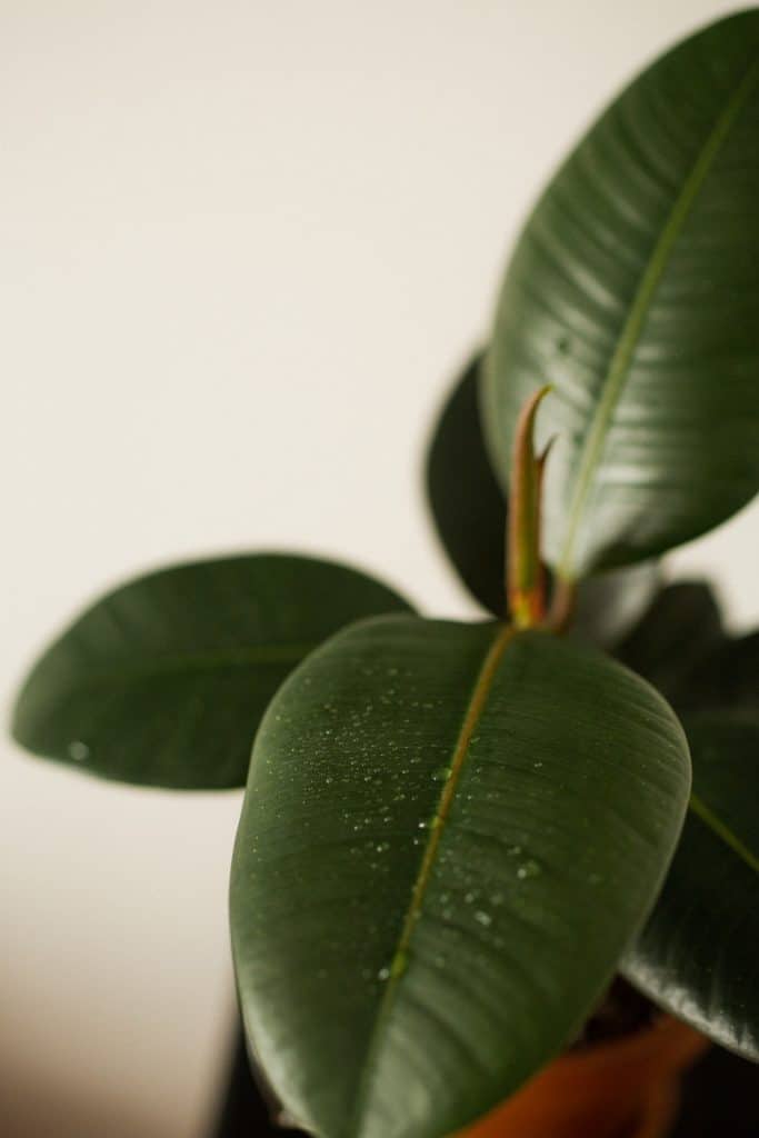 A rubber plants leaves with condensation