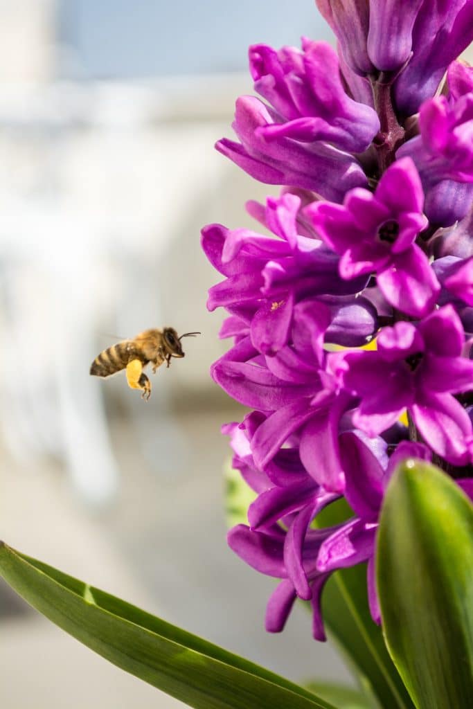 A bee flying towards a large purple plant