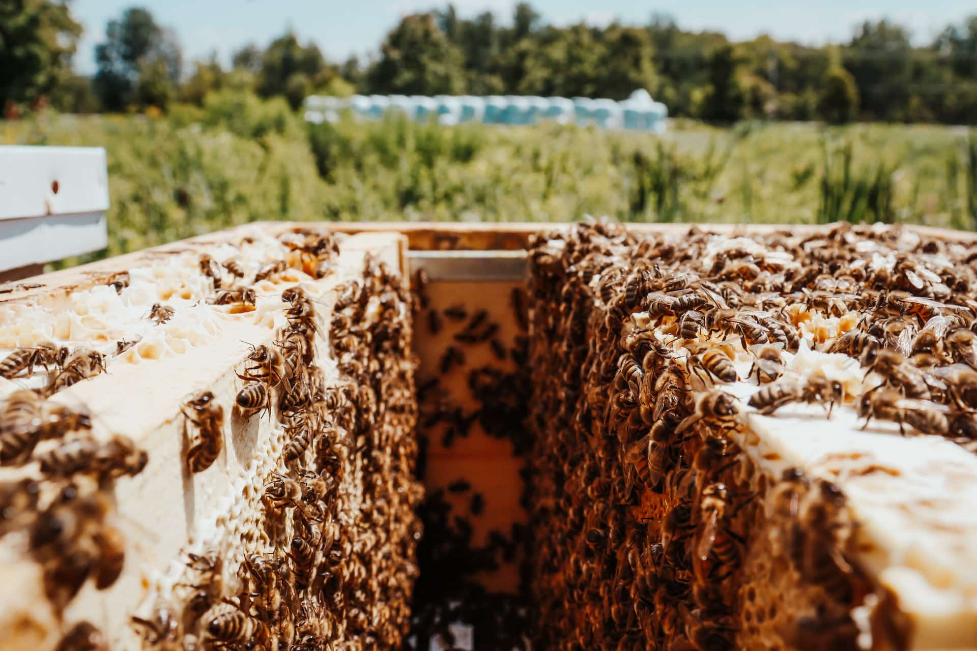 How Many Honey Supers Per Hive Should You Have?