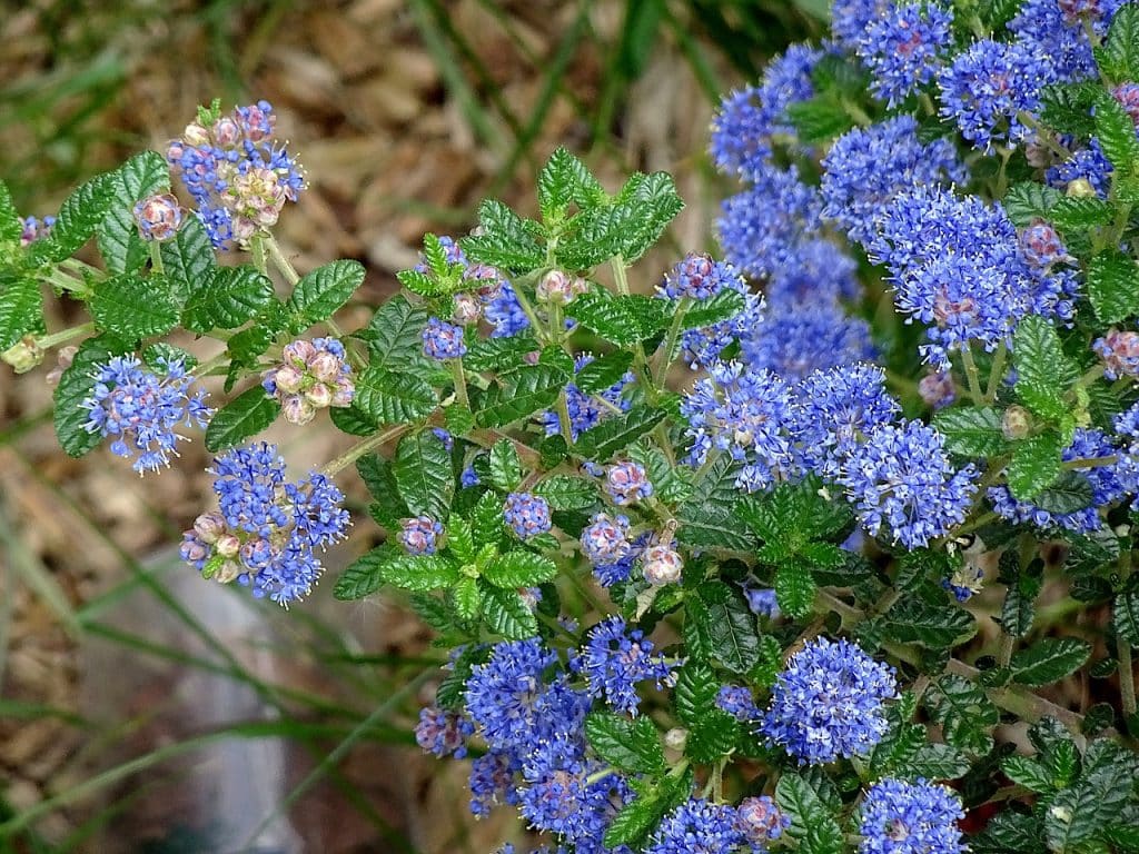 A flowering Ceanothus