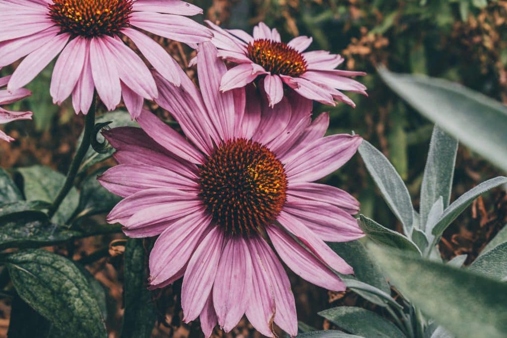 An eastern purple Echinacea