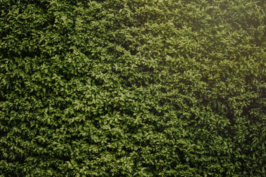 A beech hedge
