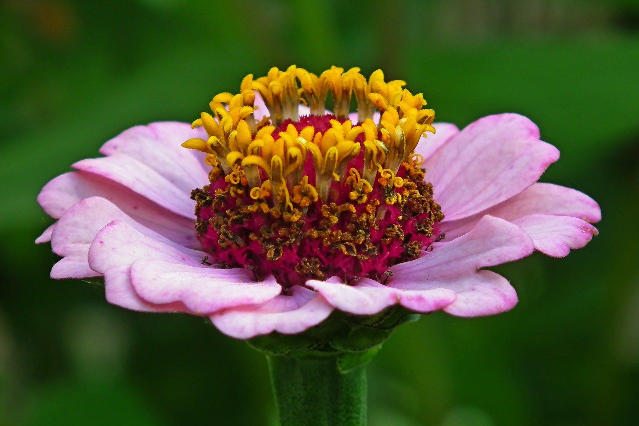 What Is Eating My Zinnia Leaves? [8 Likely Culprits!]