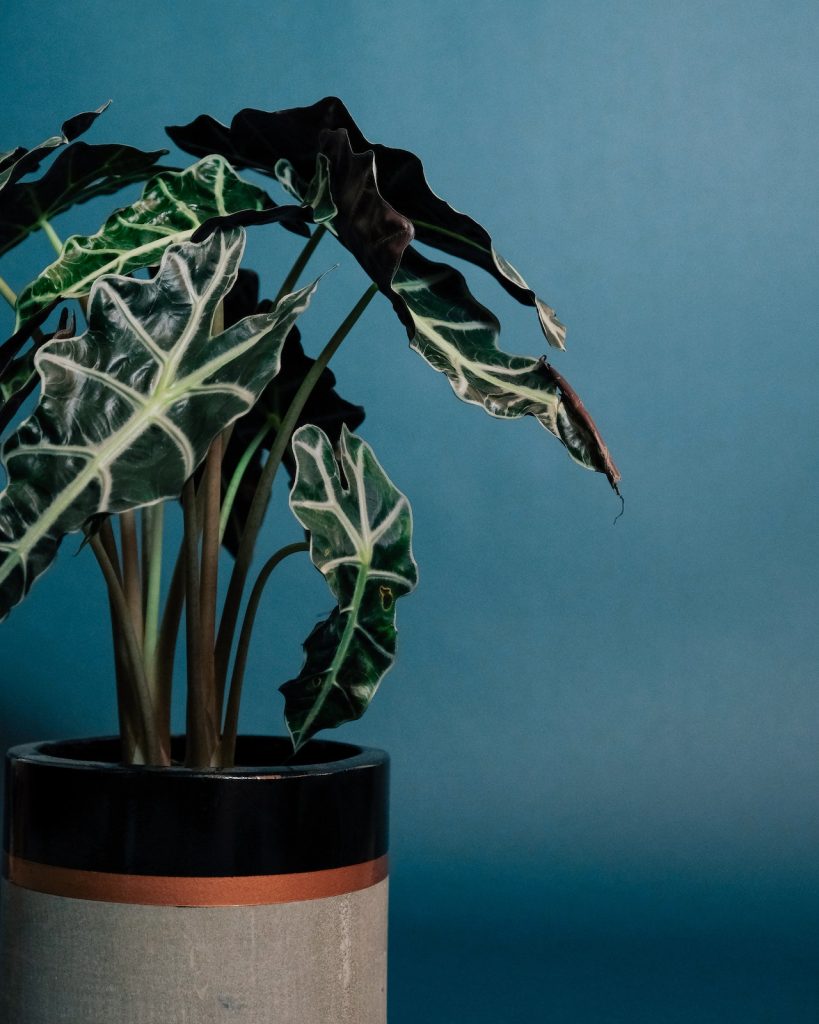 Alocasia Poppy next to a blue wall