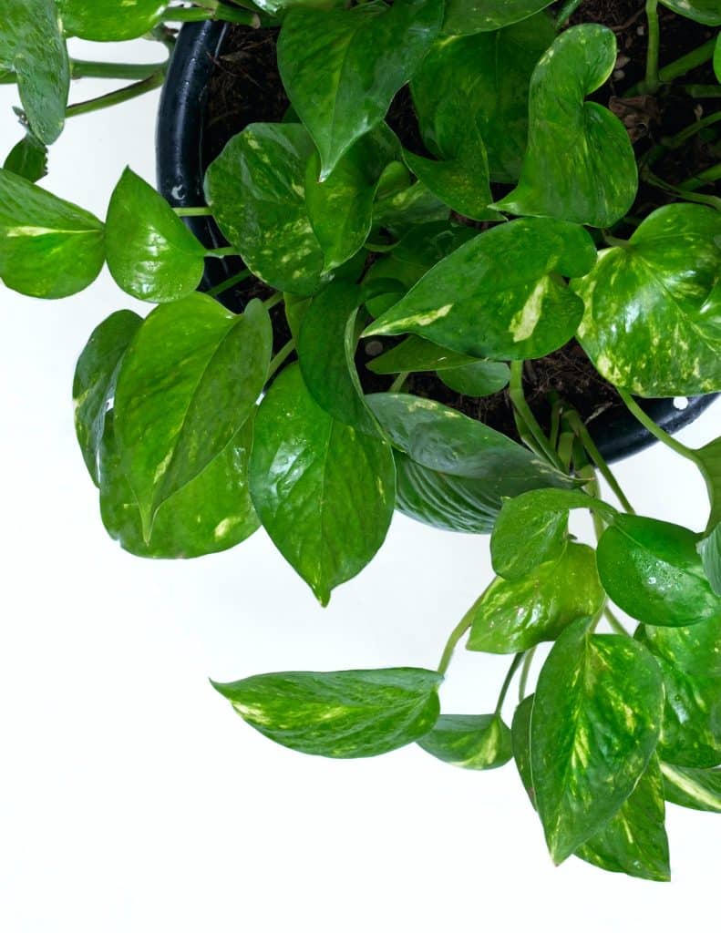 A golden pothos from above in a black pot