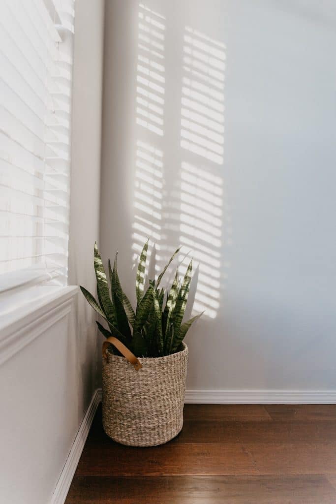 A snake plant in a white basket next to a window