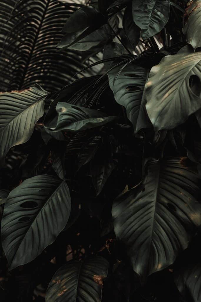 Large pothos leaves in the wild