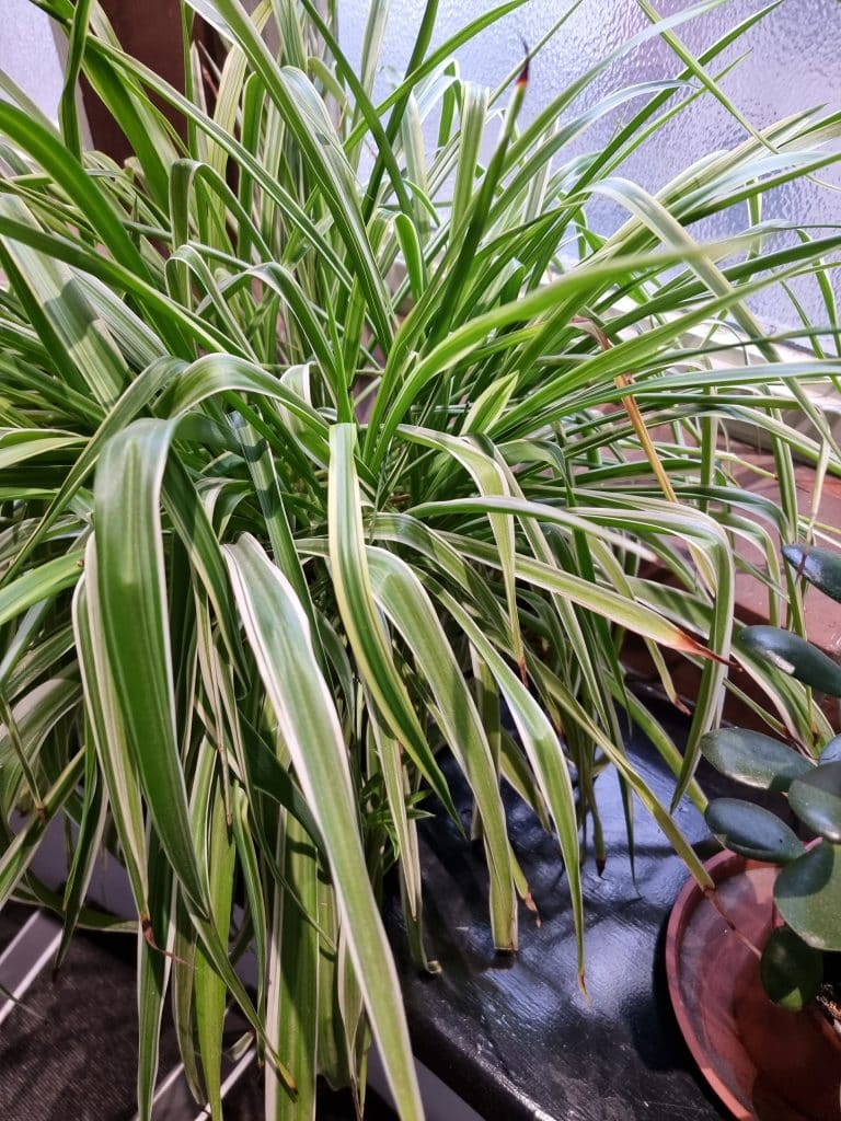 Do Spider Plants Like Humidity? (Find Out Here!)