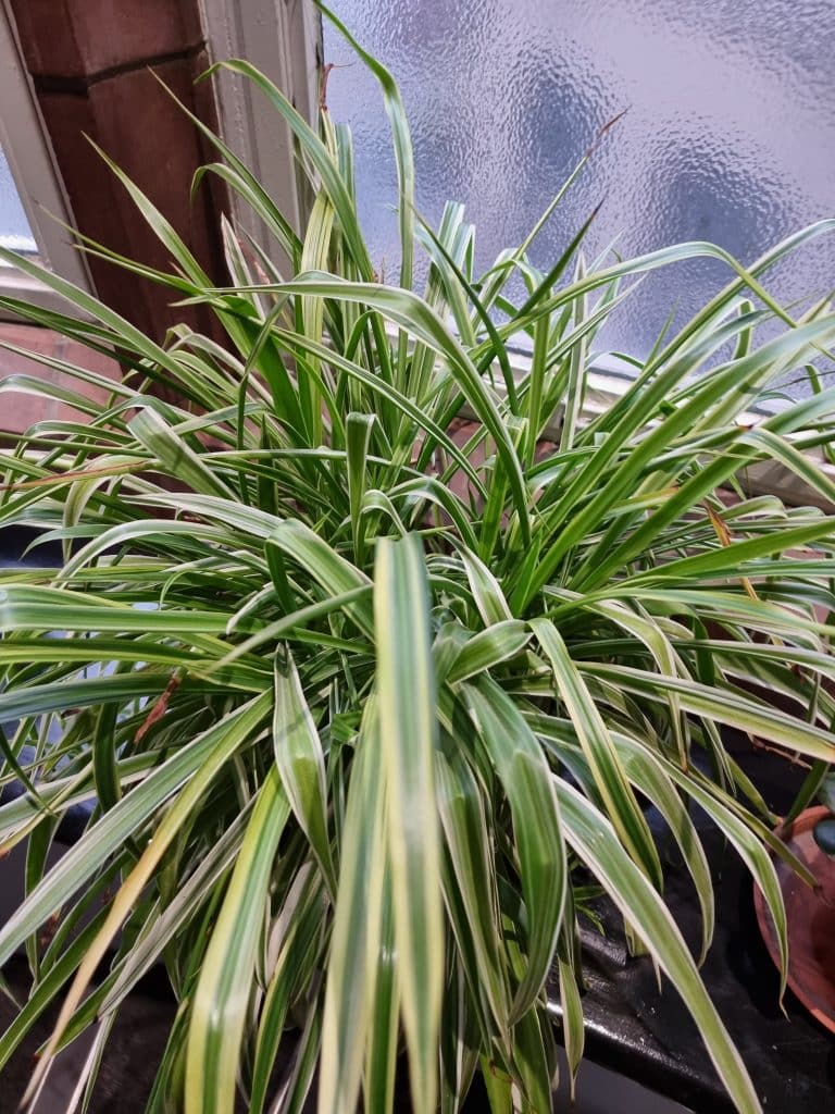 A spider plant next to a window