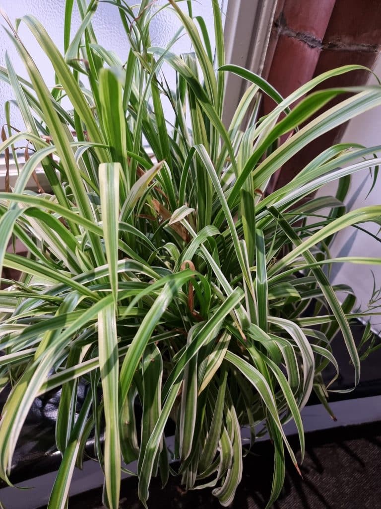 A spider plant on a black ledge
