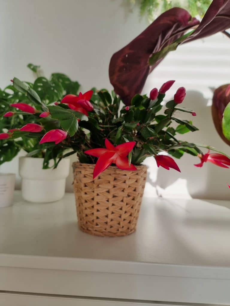 6 Common Reasons Why Your Christmas Cactus Is Wilting