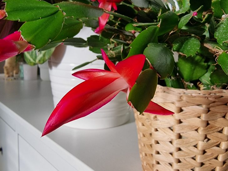 How To Tell If Your Christmas Cactus Is Healthy (6 Signs)