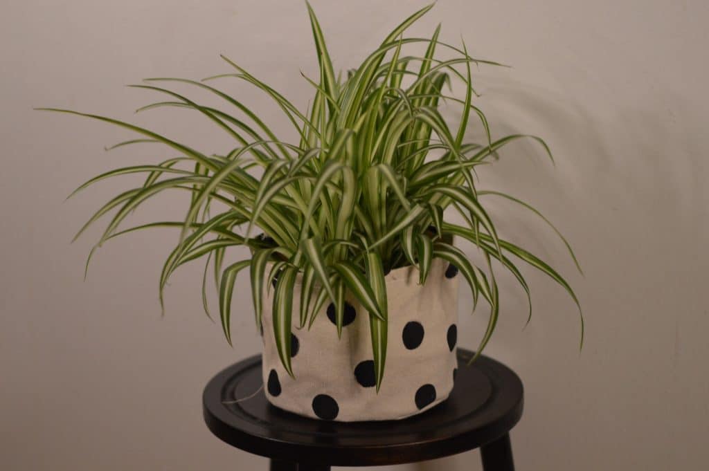A spider plant in a polka dot pot on a black stool