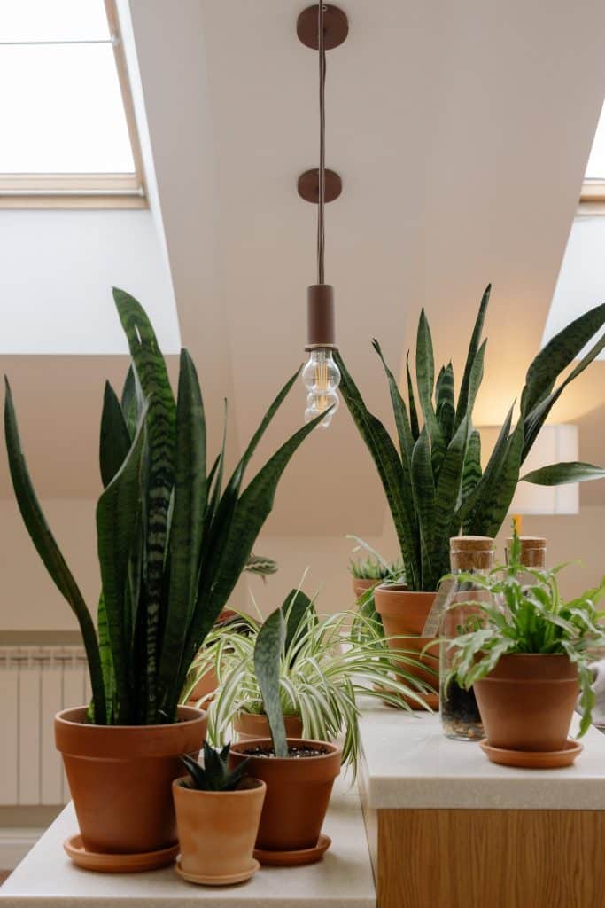 A variety of different snake plants and houseplants on two shelves