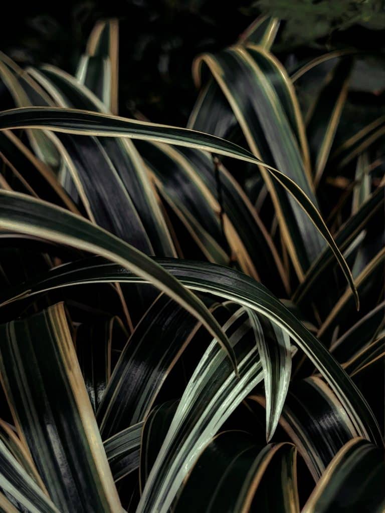 Do Spider Plants Attract Spiders? (Truth Revealed)