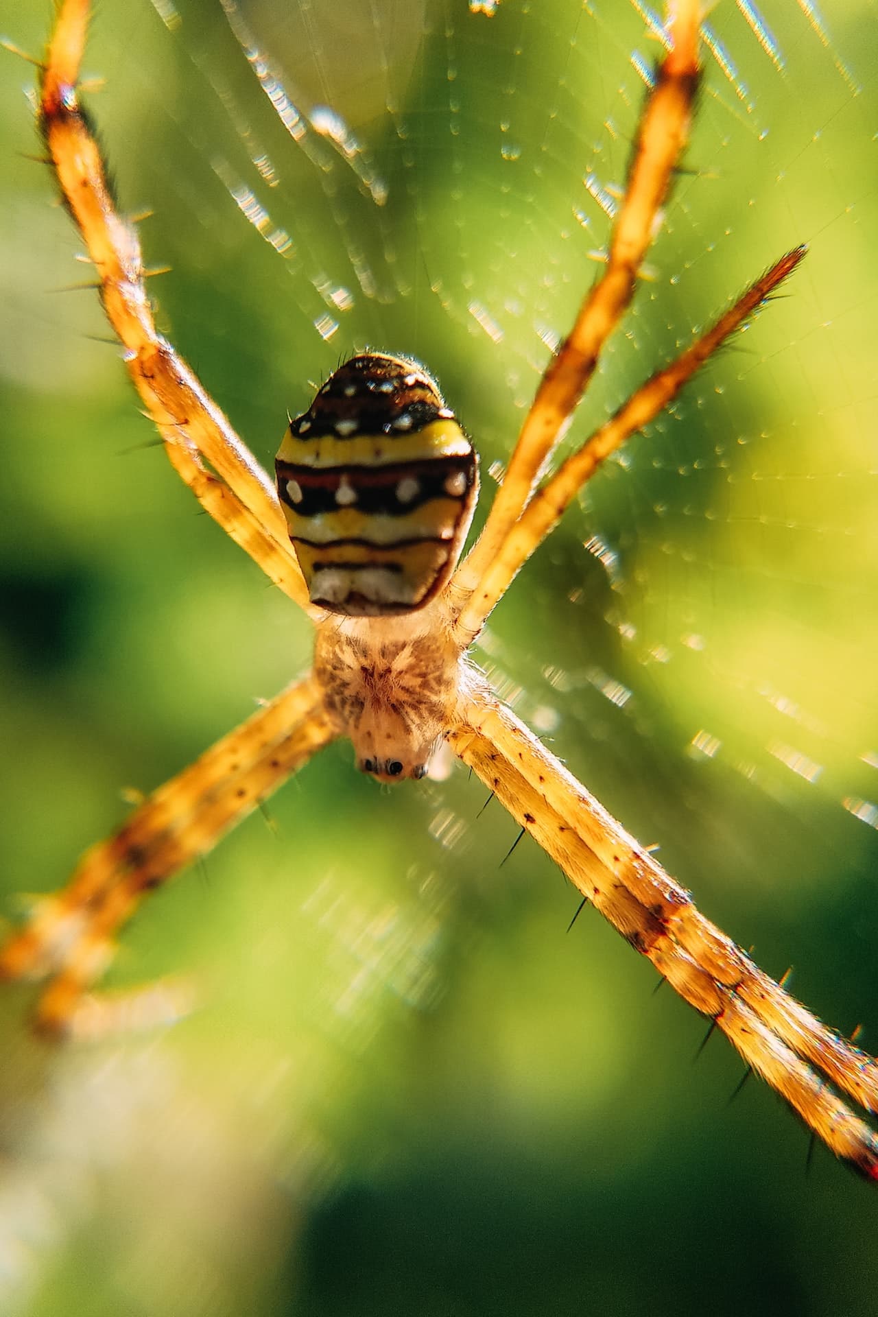 Do Spider Plants Attract Spiders? (Truth Revealed)