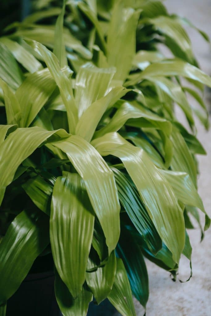A dracaena plant with lots of green leaves