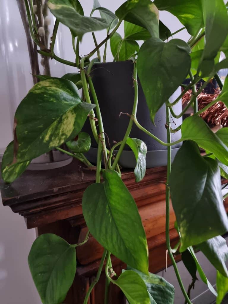 A golden pothos on a wood shelf