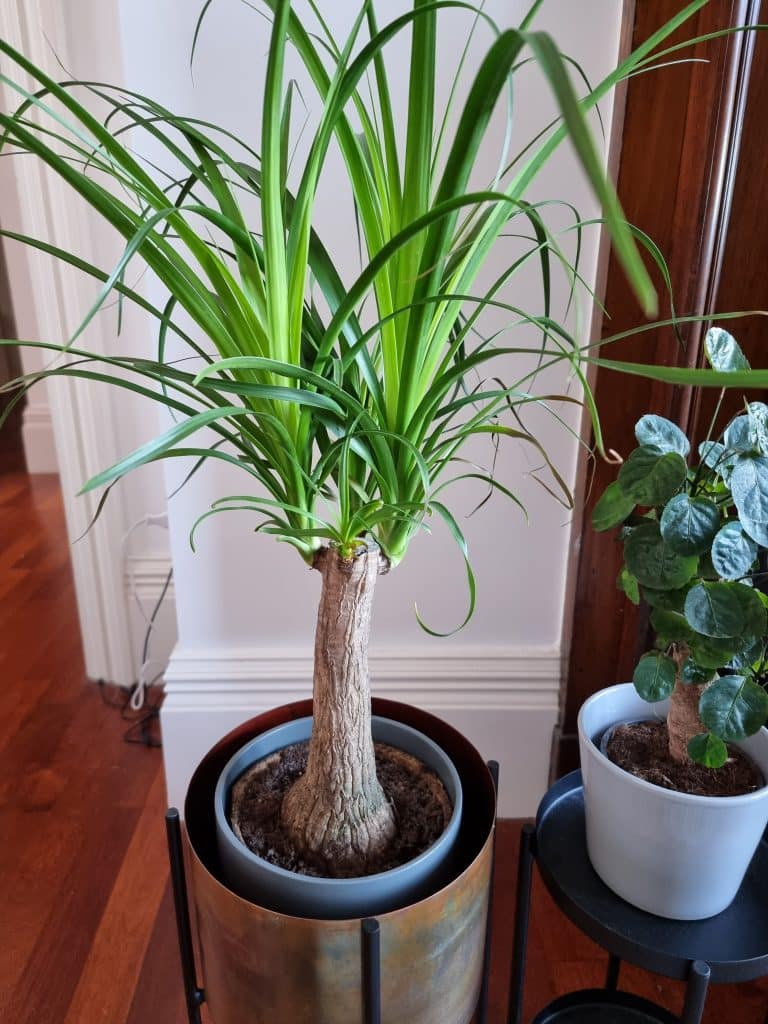 A ponytail palm in a brass pot next to a money tree