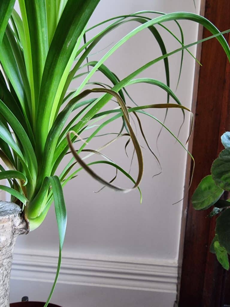 Brown tips of a ponytail palm