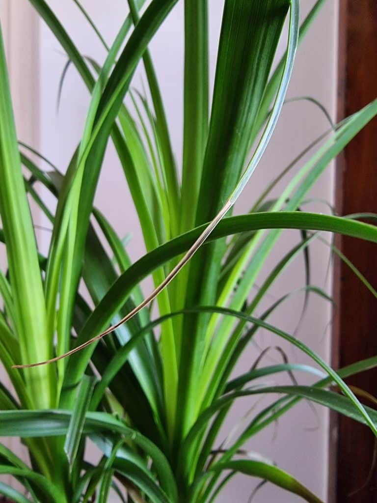 A close-up of a ponytail palm brown tip