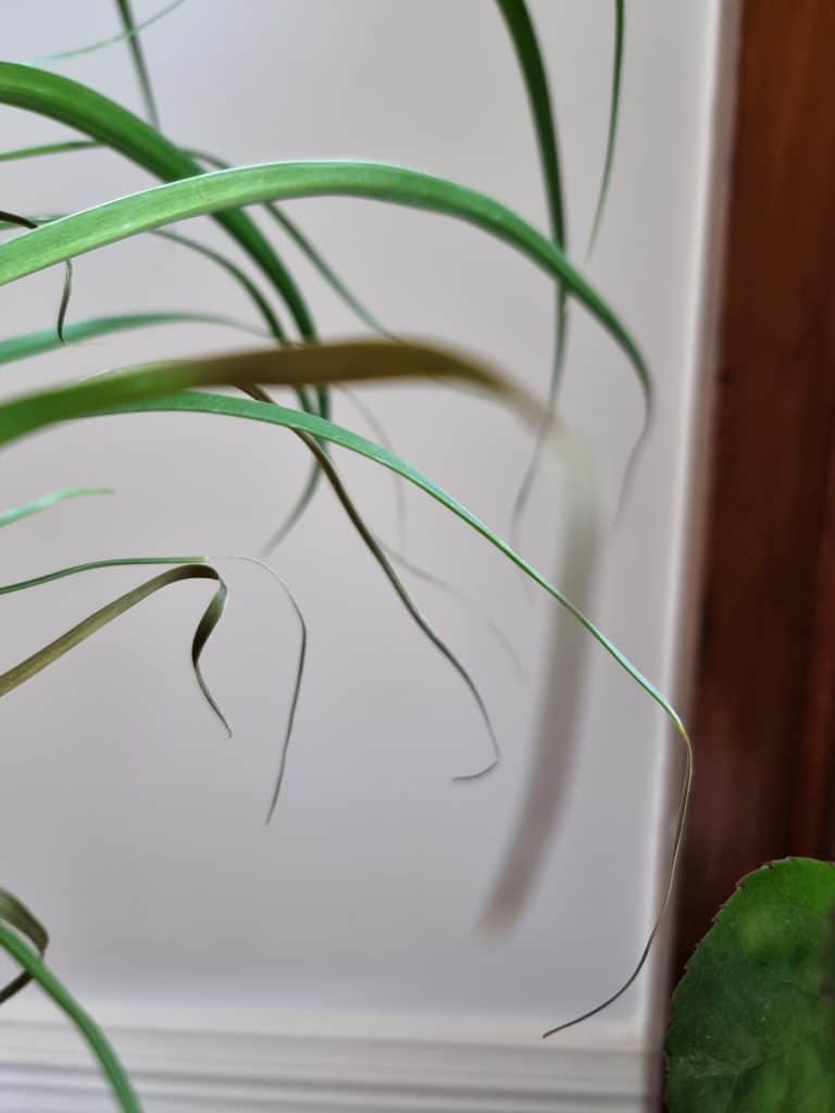 Ponytail palm brown tips up-close
