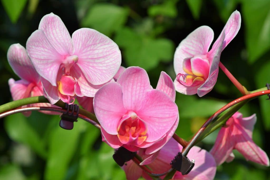 Pink orchids growing outside