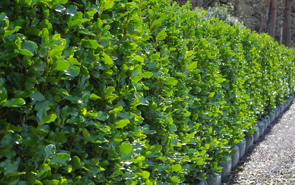 A bright green griselinia hedge