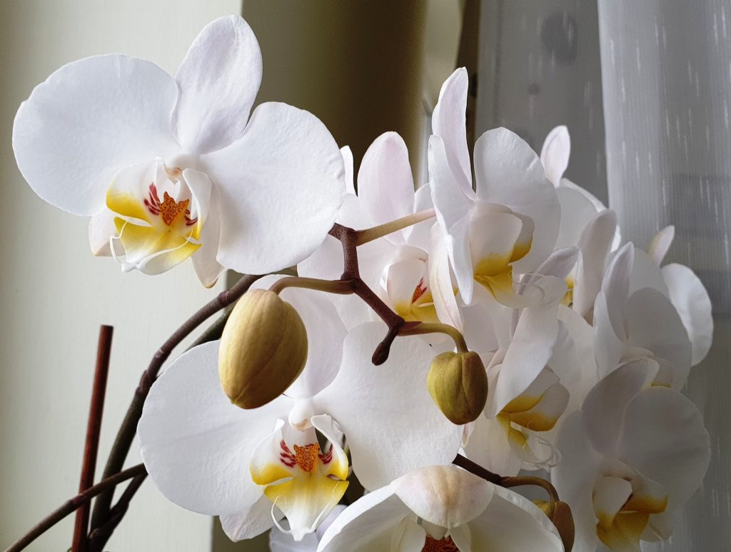 White orchid flowers