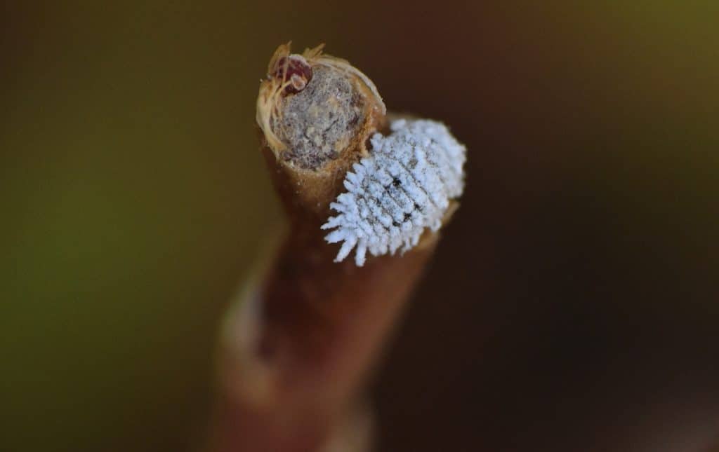 A mealybug on the end of a plant stem
