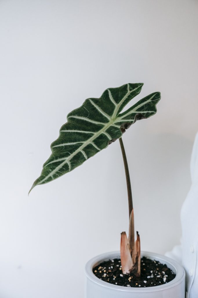 A single leaf alocasia polly plant in a pot