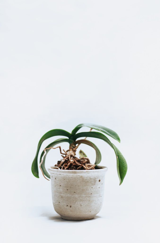 A dormant orchid in a pot with no flowers