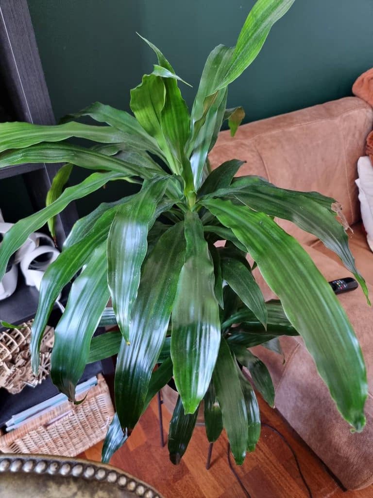 A dracaena marginata plant