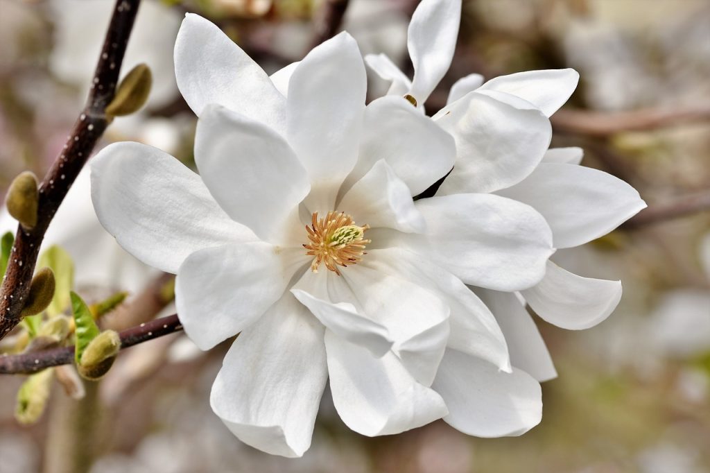 A white Magnolia flower up close
