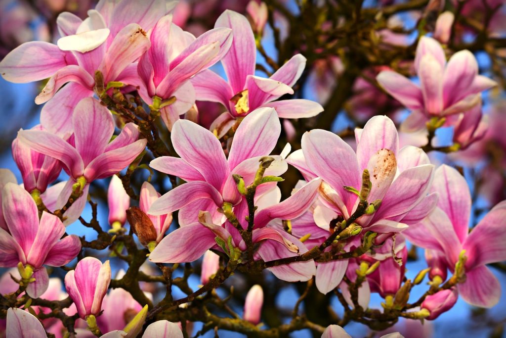 Pink Magnolia leaves up close