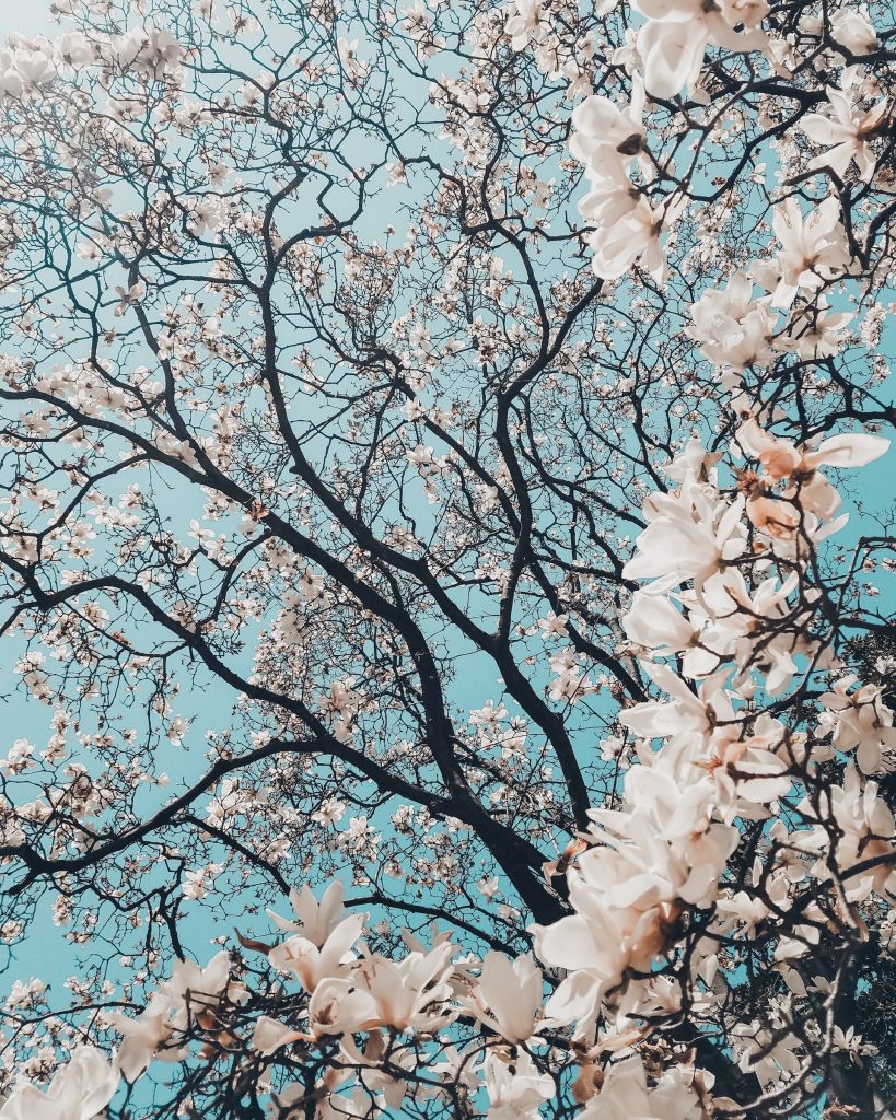 White Magnolia tree leaves