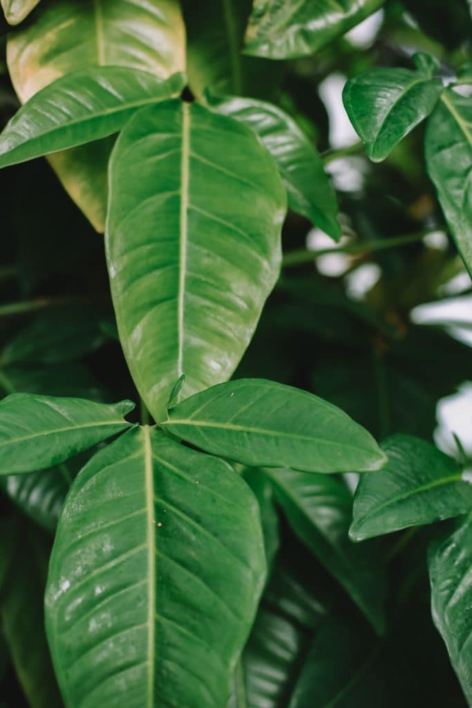 Green Philodendron leaves up close