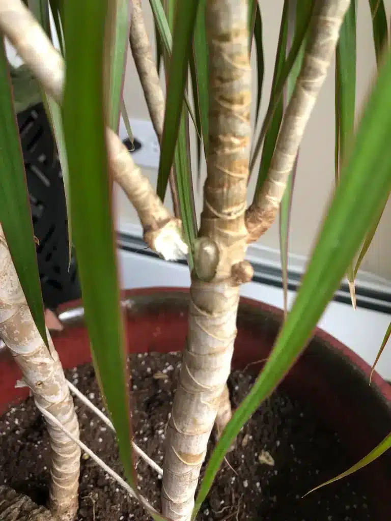 A dracaena with a broken stem