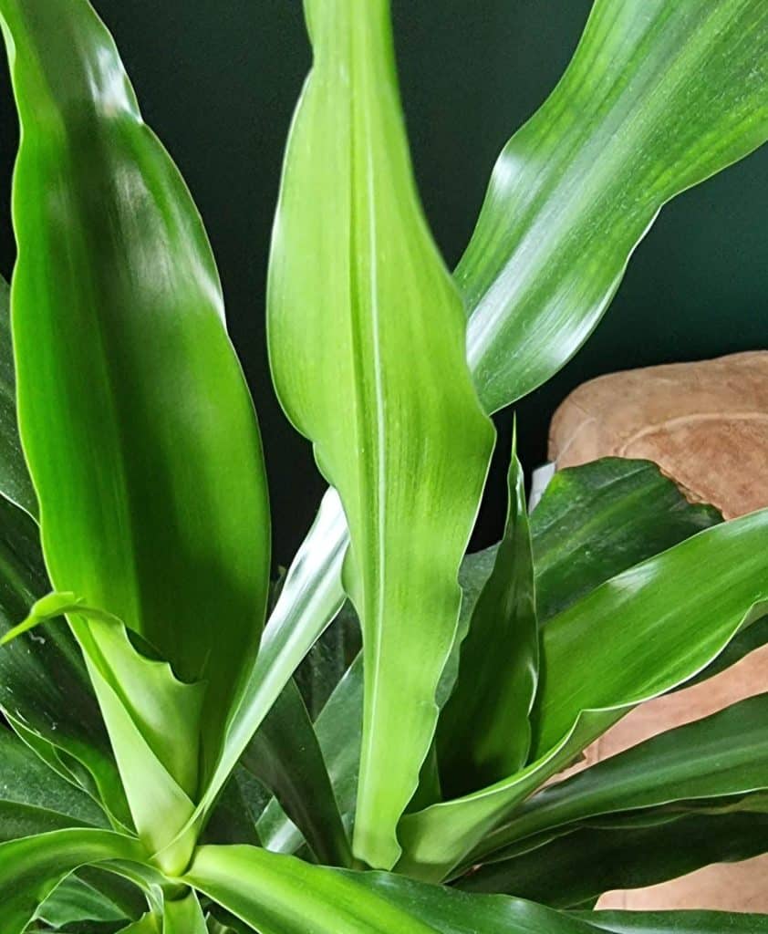 New leaf growth on a corn plant