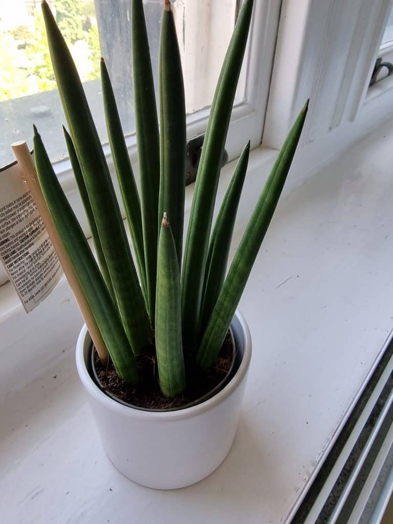 A small snake plant on a window ledge
