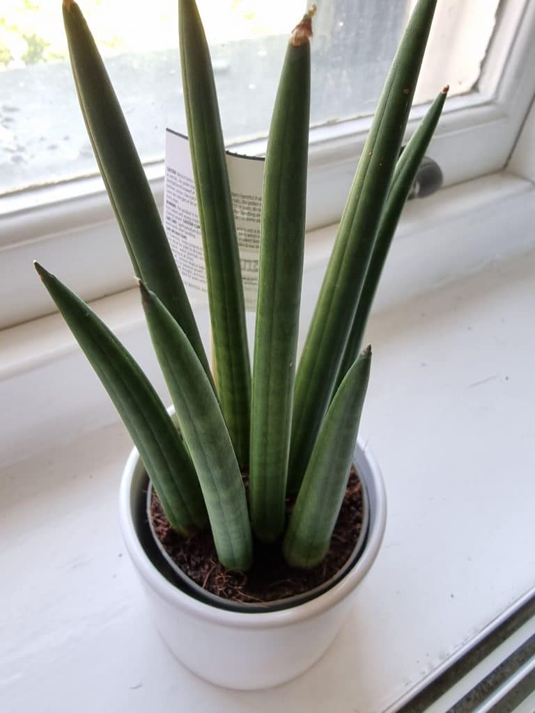 Brown tips on a snake plant