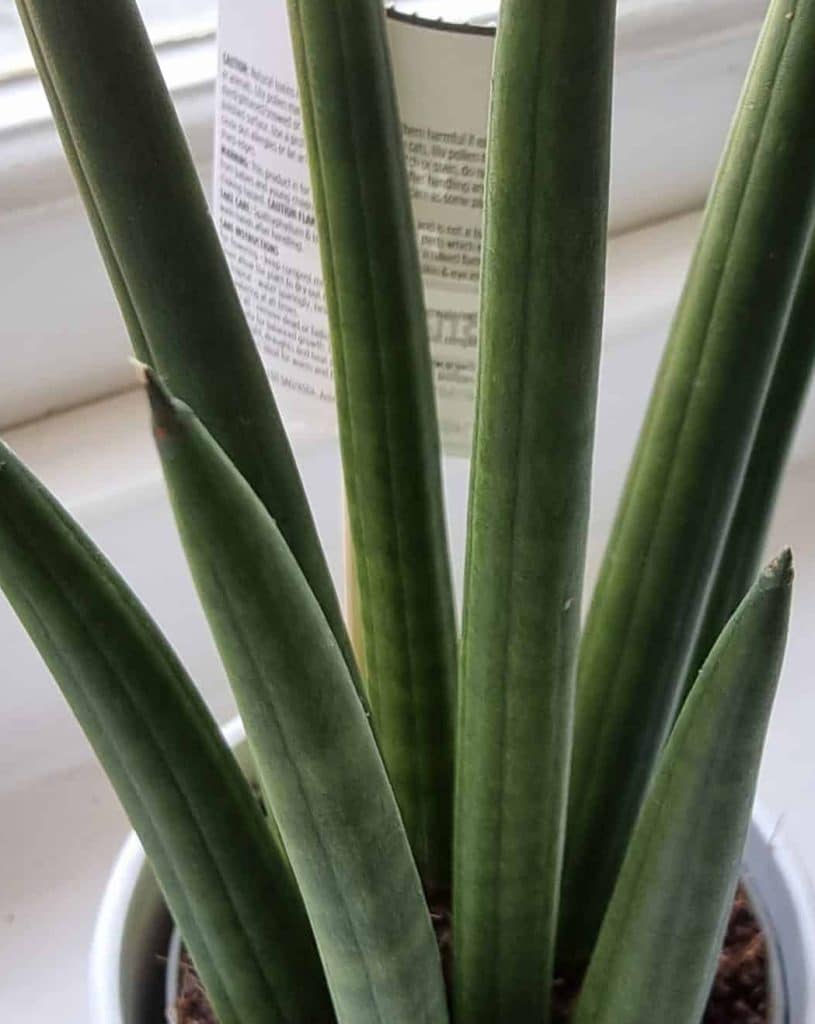Snake plant leaves up close
