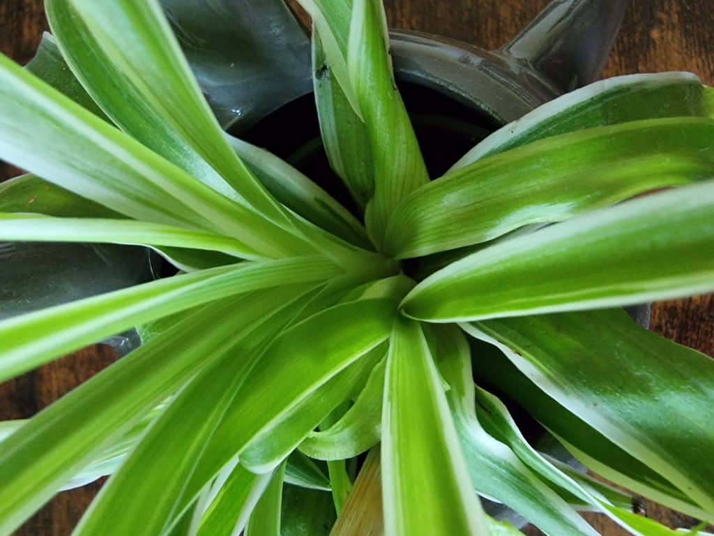 Spider Plant leaves up close